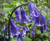 A_real_English_bluebell_in_Lanacre_Wood_-_geograph.org.uk_-_772332